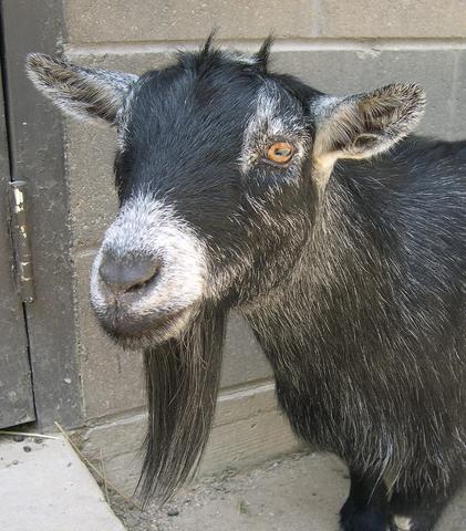 goat3.jpg